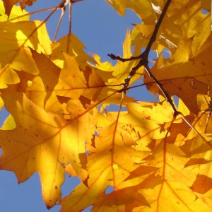 colour consultant melbourne interior design