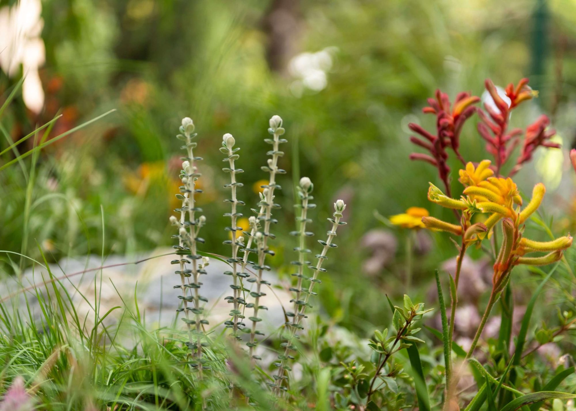 Native plants - Interior styling Melbourne - Leeder Interiors